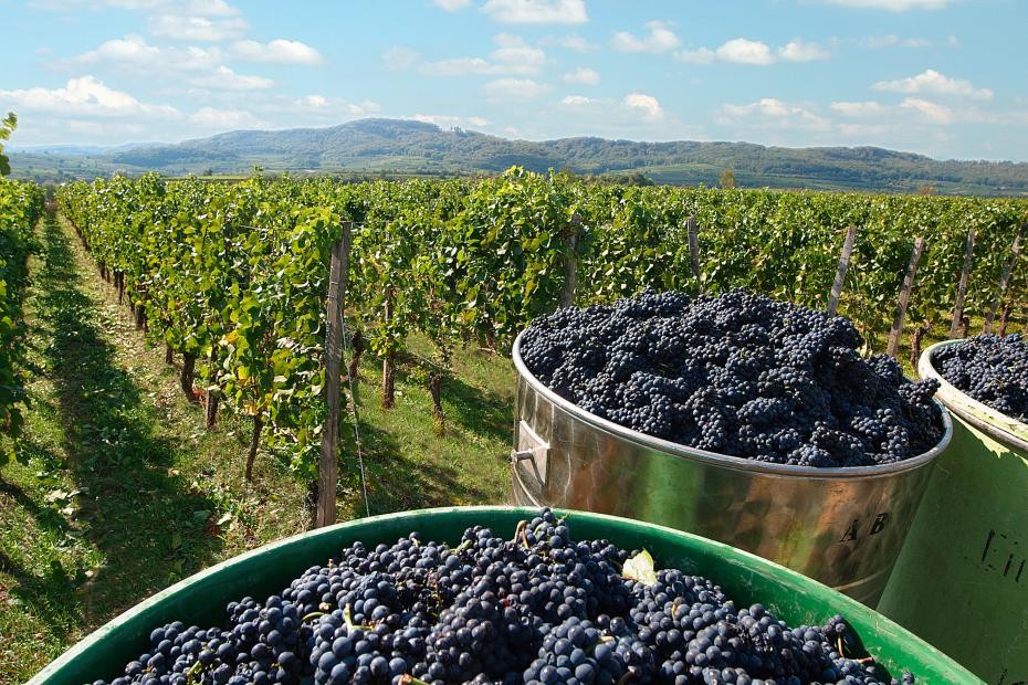 Weinlese in Bötzingen