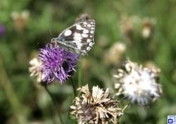 Schmetterling auf Blüte Schmetterling auf Blüte