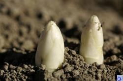 Spargelspitzen die aus der Erde ragen Spargelspitzen die aus der Erde ragen